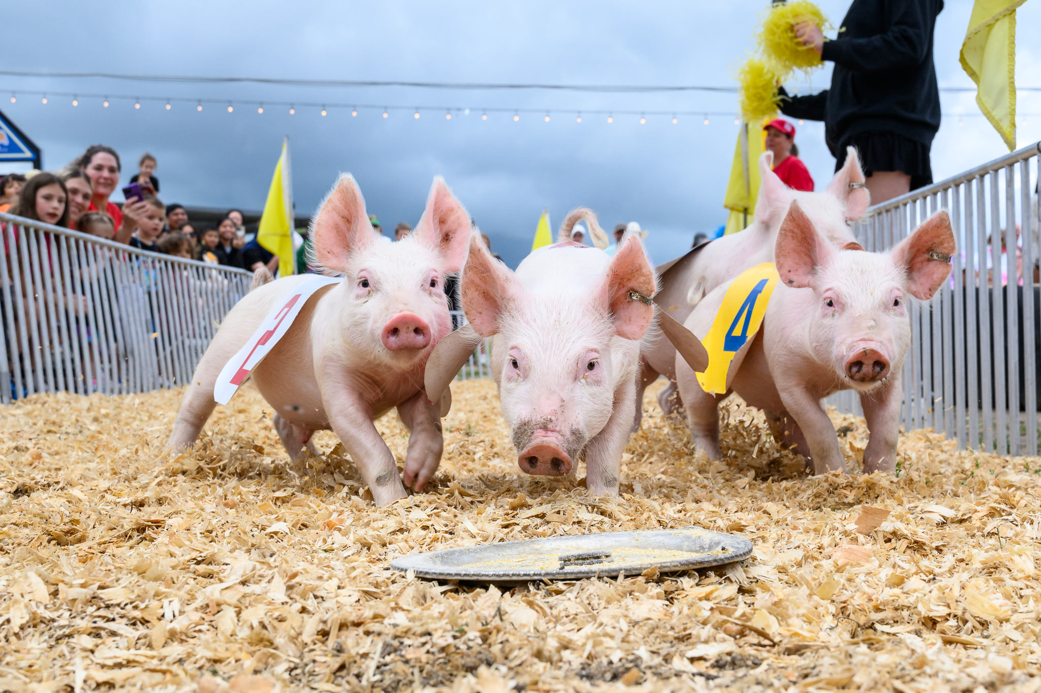 Baby pigs at the Nebraska State Fair